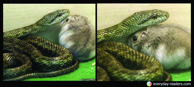 rat-snake
