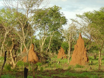 termite-hills-in-the-savanna-of-guinea-bissau