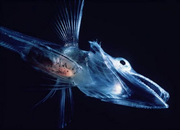 Transparent Icefish
