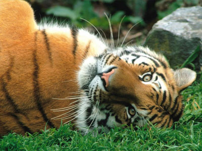 Animal picture of beautiful endangered species of siberian tiger