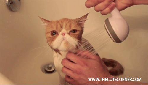 cat taking shower the cute corner gif