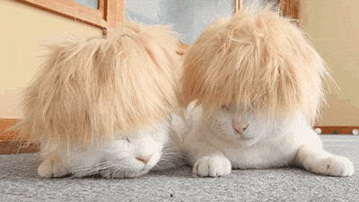 epic hair funny cat gif