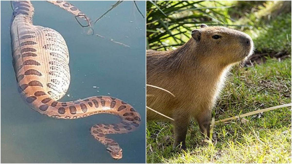 พุงแทบแตก! นทท.ถ่ายคลิปงูอนาคอนดานอนลอยน้ำพุ่งป่อง หลังเขมือบหนูที่ใหญ่ที่สุดในโลกเข้าไป (มีคลิป) 1826745896629623038-blid-3347557710970077370