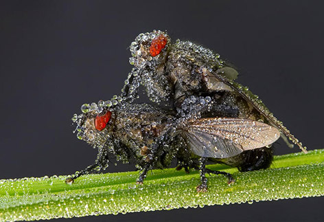 Insects in the morning dew by Peter Garvanović
