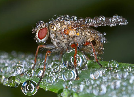 Insects in the morning dew by Peter Garvanović