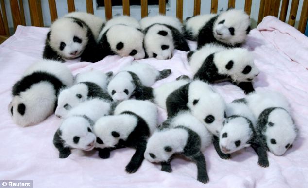 Giant panda cubs lie in a crib at Chengdu Research Base of Giant Panda Breeding in Chengdu, Sichuan province
