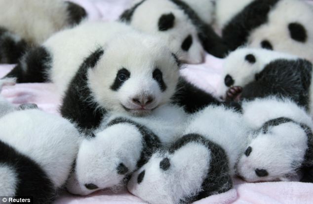 Make room for me! The pandas, which are practically blind when born, all snuggle together 