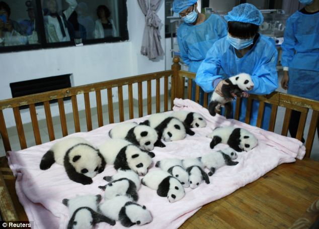 Fourteen new joiners to the 128-giant-panda-family at the base were shown to the public today
