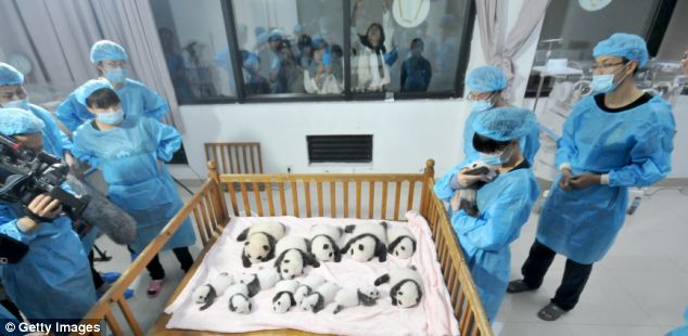 The Chengdu Panda Base was founded in 1987 with six giant pandas rescued from the wild and today has increased their captive population