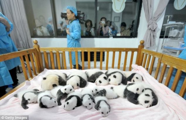 Panda cubs lie on a bed for members of the public to view at Chengdu Research Base for Giant Panda Breeding