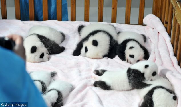 Nap time: In 2013 twenty Panda cubs were born, with 17 of those cubs surviving