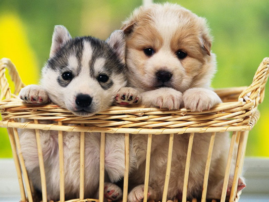 basket-of-puppies