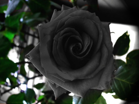 Halfeti-black-roses