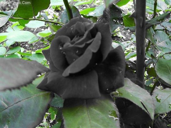 Halfeti-black-roses5