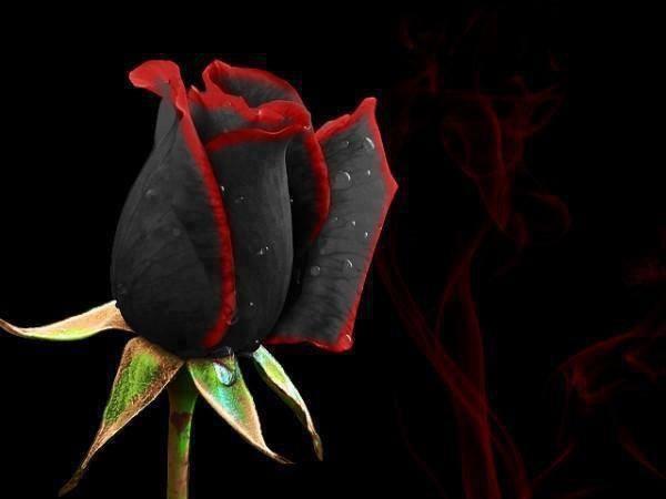 Beautiful black rose from Halfeti, Turkey