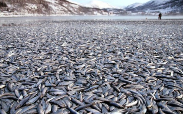 Fish-washed-ashore-Norway-610x380